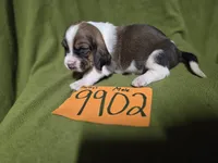 M9902, a male Basset Hound for sale in Saltillo, TX – Photo 1 of 6
