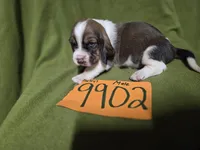 M9902, a male Basset Hound for sale in Saltillo, TX – Photo 6 of 6