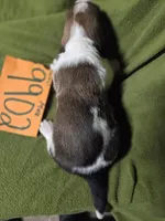 M9902, a male Basset Hound for sale in Saltillo, TX – Photo 4 of 6