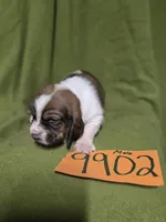 M9902, a male Basset Hound for sale in Saltillo, TX – Photo 2 of 6