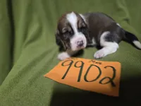 M9902, a male Basset Hound for sale in Saltillo, TX – Photo 5 of 6