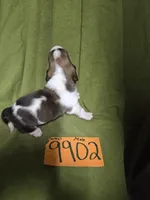 M9902, a male Basset Hound for sale in Saltillo, TX – Photo 3 of 6