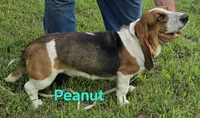 Peanut, a female Basset Hound for sale in Saltillo, TX – 3 of 10