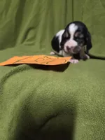 F6780, a female Basset Hound for sale in Saltillo, TX – Photo 4 of 4