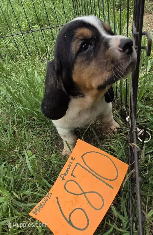 F6780 – Basset Hound puppy for sale in Saltillo, TX