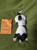 F6780, a female Basset Hound for sale in Saltillo, TX – Photo 3 of 4