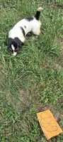 F6780, a female Basset Hound for sale in Saltillo, TX – 7 of 10