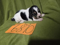 F6780, a female Basset Hound for sale in Saltillo, TX – Photo 2 of 4