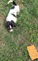 F6780, a female Basset Hound for sale in Saltillo, TX – 6 of 10