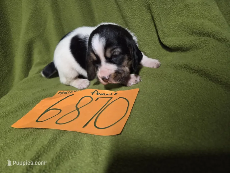 F6780 – Basset Hound puppy for sale in Saltillo, TX