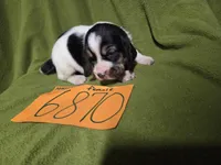 F6780, a female Basset Hound for sale in Saltillo, TX – Photo 1 of 4