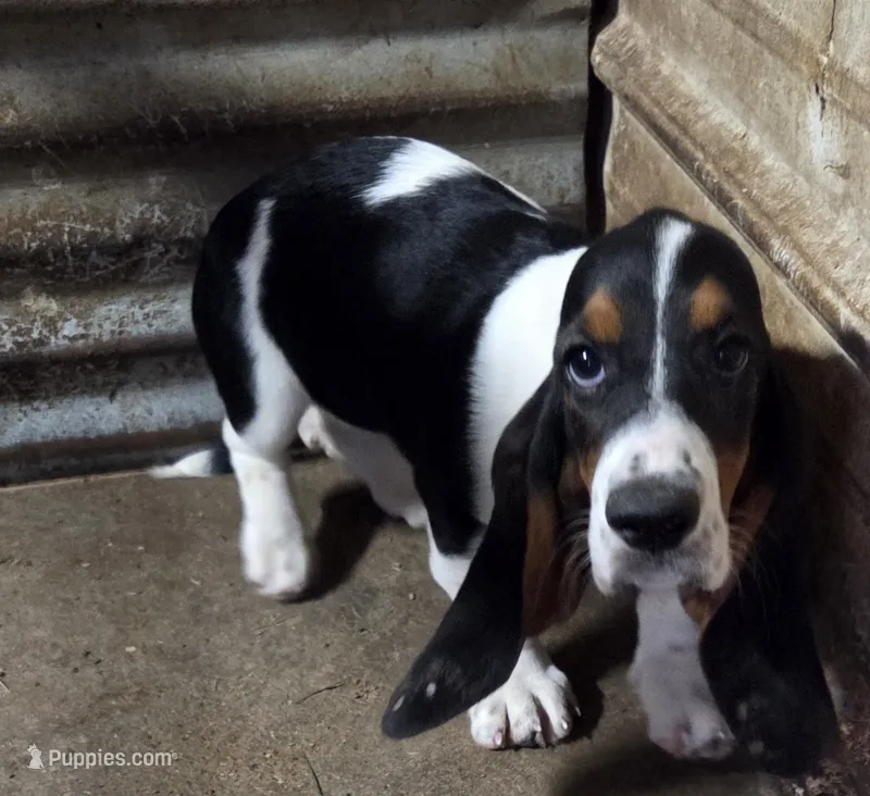 F1714 – Basset Hound puppy for sale in Saltillo, TX