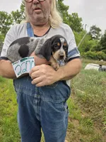 F2270, a female Bluetick Coonhound for sale in Saltillo, TX – 2 of 3