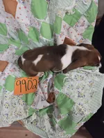 M9902, a male Basset Hound for sale in Saltillo, TX – 4 of 4
