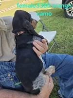 F3385, a female Basset Bleu de Gascogne for sale in Saltillo, TX – 3 of 10