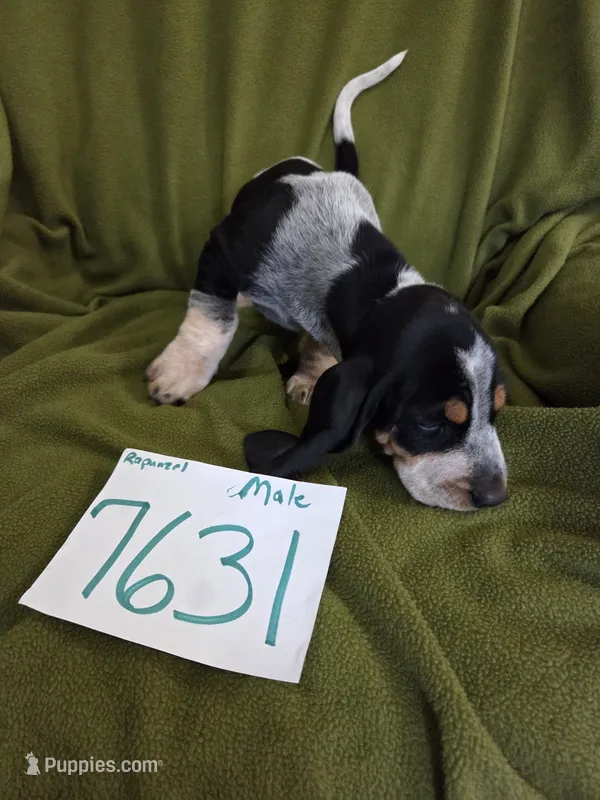 M7631 – Basset Bleu de Gascogne puppy for sale in Saltillo, TX