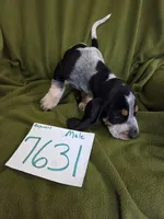 M7631, a female Basset Bleu de Gascogne for sale in Saltillo, TX – 1 of 10