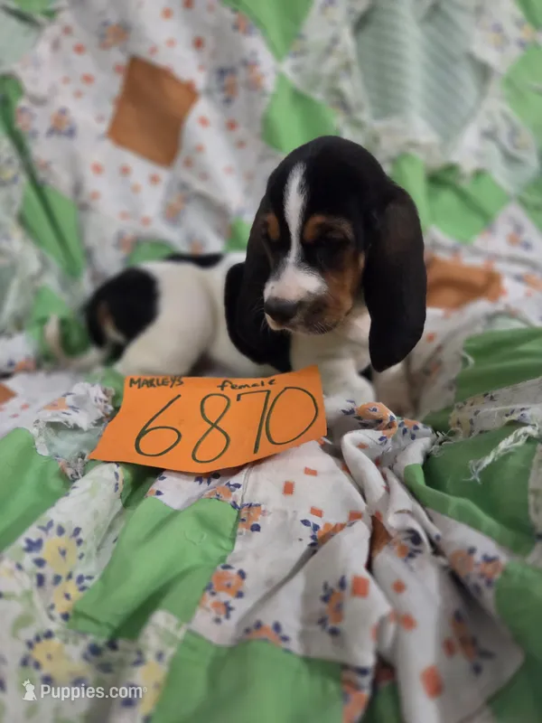 F6780 – Basset Hound puppy for sale in Saltillo, TX