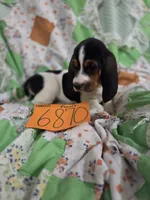 F6780, a female Basset Hound for sale in Saltillo, TX – 1 of 10
