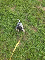 M1019, a male Basset Bleu de Gascogne for sale in Saltillo, TX – 2 of 8
