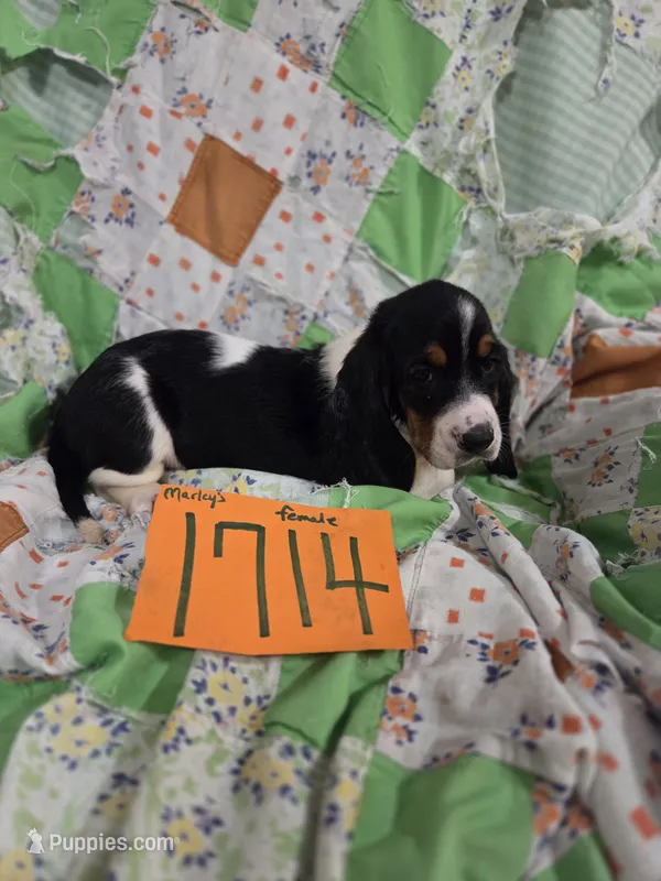 F1714 – Basset Hound puppy for sale in Saltillo, TX