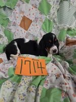 F1714, a female Basset Hound for sale in Saltillo, TX – 1 of 5