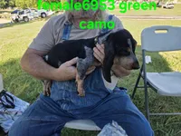 F6953, a female Basset Bleu de Gascogne for sale in Saltillo, TX – 2 of 10