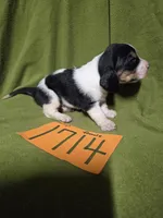 F1714, a female Basset Hound for sale in Saltillo, TX – Photo 3 of 5