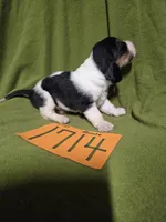 F1714, a female Basset Hound for sale in Saltillo, TX – Photo 5 of 5