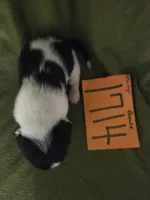 F1714, a female Basset Hound for sale in Saltillo, TX – Photo 2 of 5