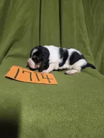 F1714, a female Basset Hound for sale in Saltillo, TX – Photo 4 of 5