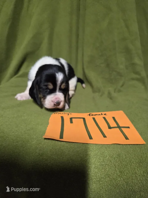 F1714 – Basset Hound puppy for sale in Saltillo, TX