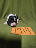 F1714, a female Basset Hound for sale in Saltillo, TX – Photo 1 of 5