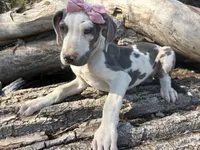 Harley, a female Great Dane for sale in Leigh, NE – 9 of 12