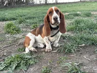 BBQ, a male Basset Hound for sale in Leigh, NE – 6 of 8