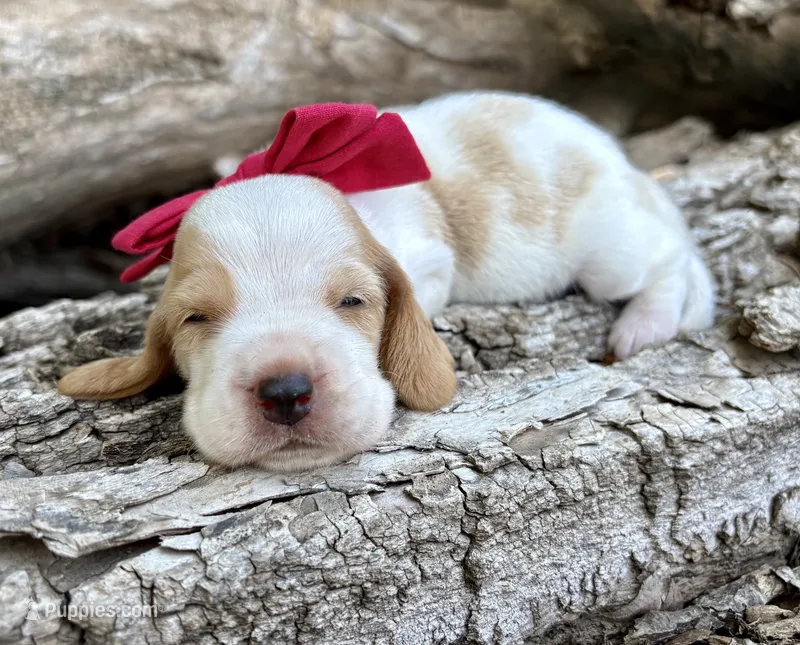 Ketchup – Basset Hound puppy for sale in Leigh, NE