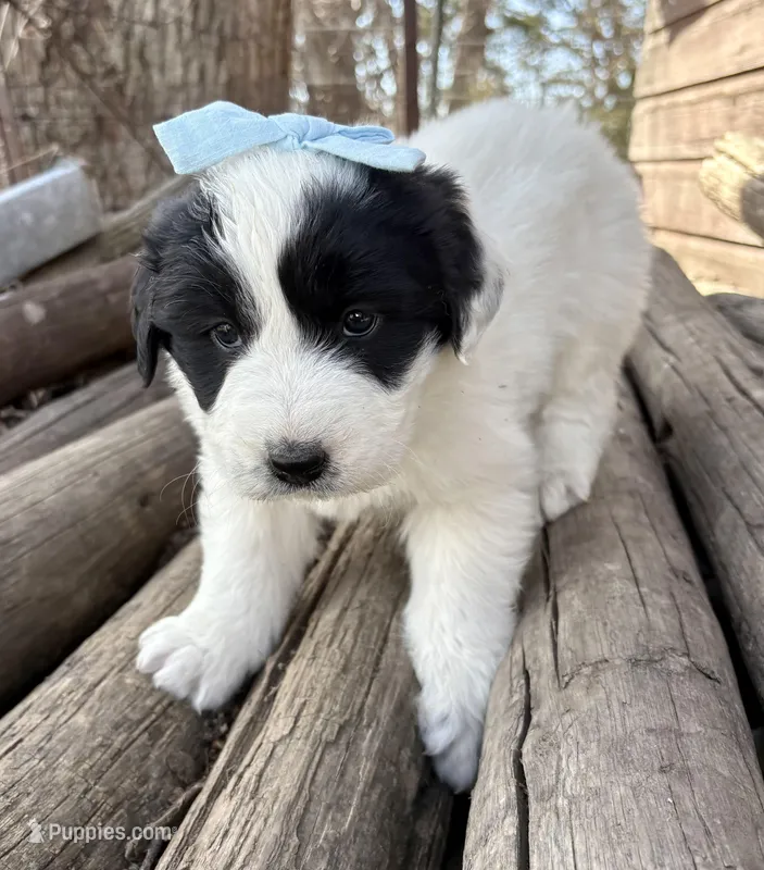 Light Blue - Cera – Great Pyrenees, Newfoundland puppy for sale in Leigh, NE