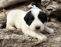 Light Blue - Cera, a female Great Pyrenees and Newfoundland for sale in Leigh, NE – Photo 2 of 3