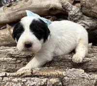 Light Blue - Cera, a female Great Pyrenees and Newfoundland for sale in Leigh, NE – Photo 1 of 3