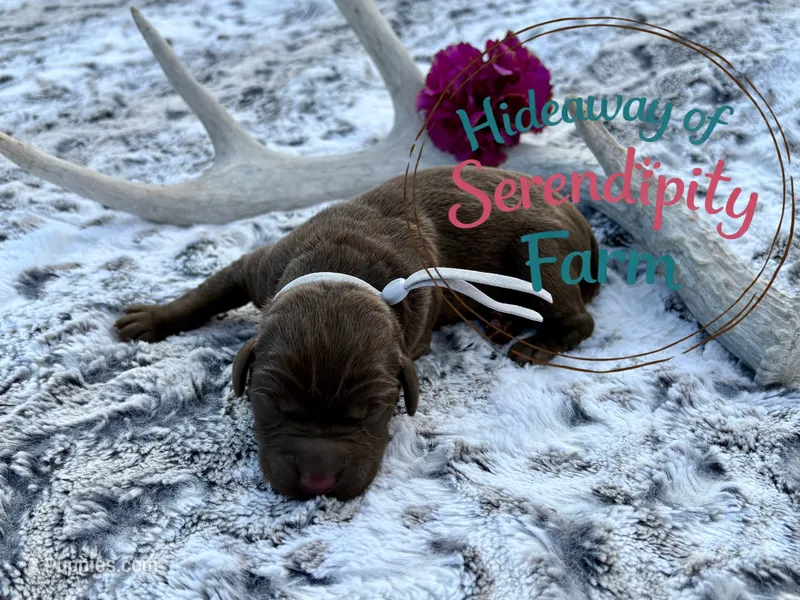 Brew – Labrador Retriever puppy for sale in Leigh, NE