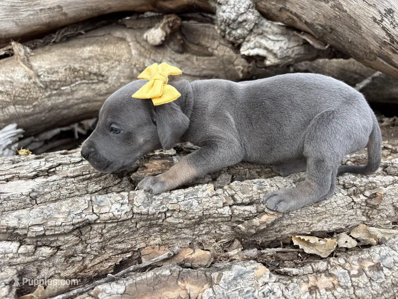 Yellow girl – Great Dane puppy for sale in Leigh, NE