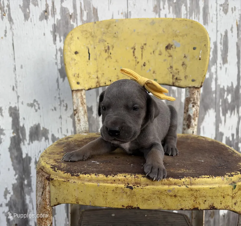 Yellow girl – Great Dane puppy for sale in Leigh, NE
