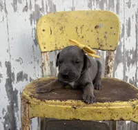 Yellow girl, a female Great Dane for sale in Leigh, NE – Photo 1 of 4