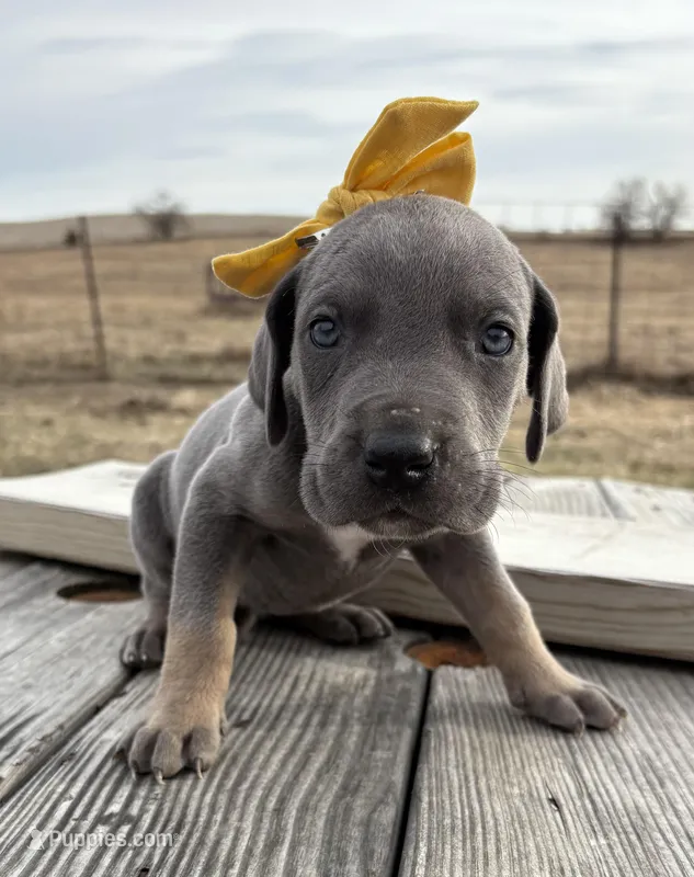 Yellow girl – Great Dane puppy for sale in Leigh, NE
