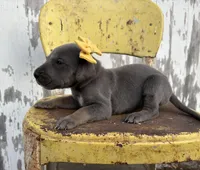 Yellow girl, a female Great Dane for sale in Leigh, NE – Photo 3 of 4