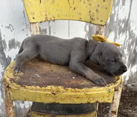 Yellow girl, a female Great Dane for sale in Leigh, NE – Photo 4 of 4