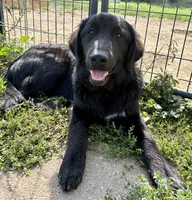 Onyx, a female Great Pyrenees and Newfoundland for sale in Leigh, NE – 3 of 9