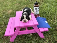 BBQ, a male Basset Hound for sale in Leigh, NE – 2 of 8