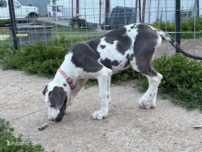 Harley – Great Dane puppy for sale in Leigh, NE