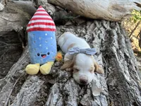 Firecracker, a female Basset Hound for sale in Leigh, NE – 7 of 9